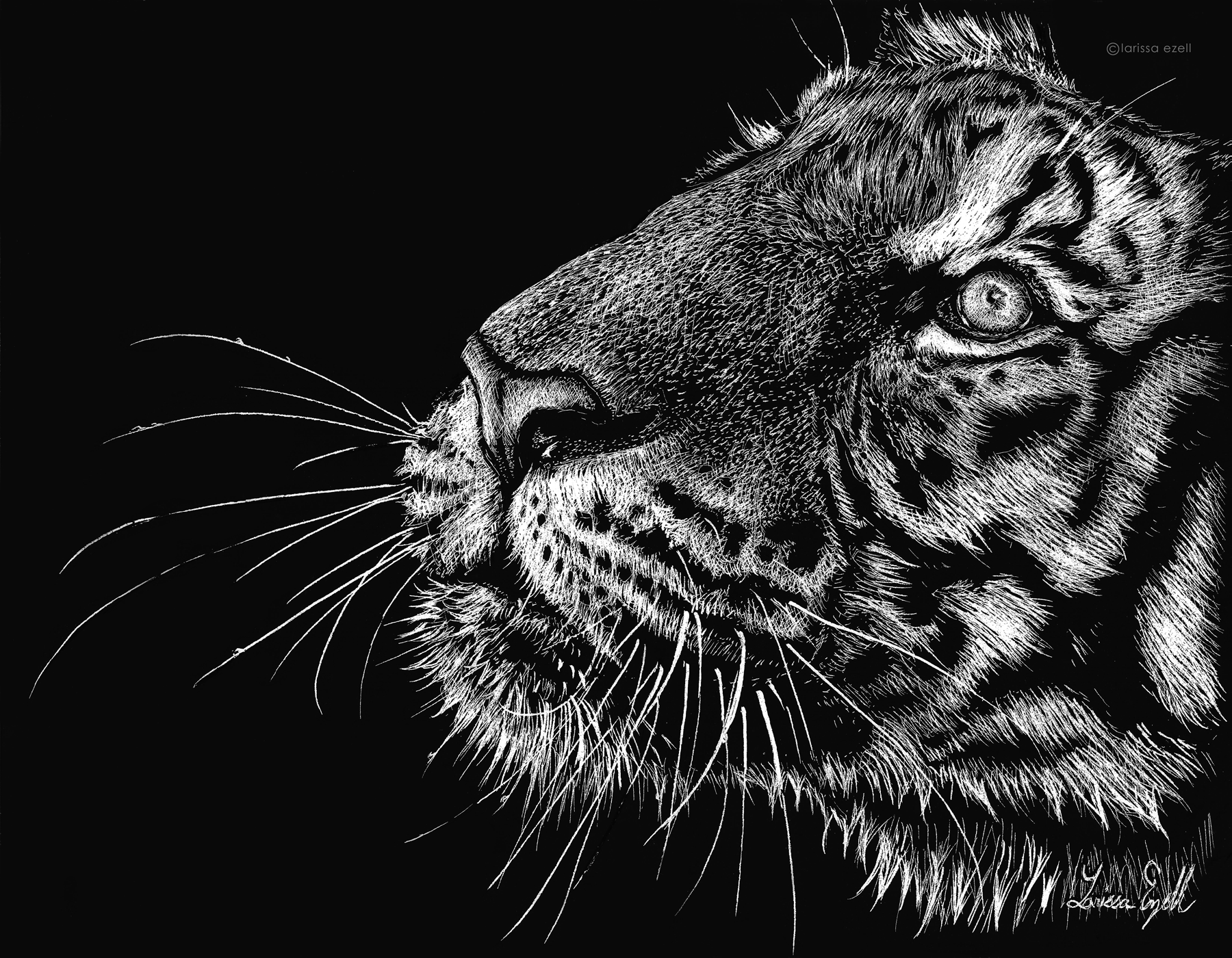 Tiger By Larissa Ezell