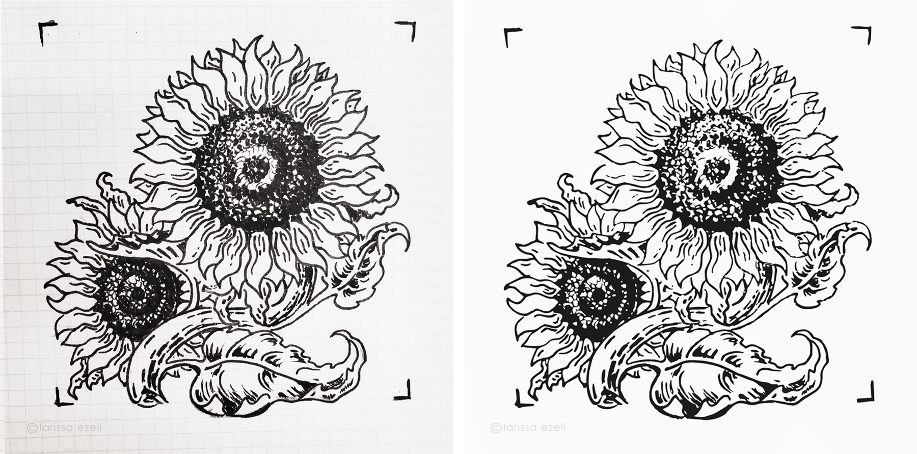 Sunflower part 2